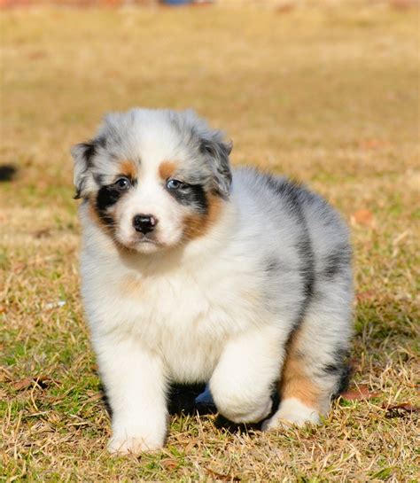 sipsey river australian shepherds.